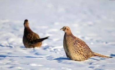 北大荒的狍子、獾子和野鸡