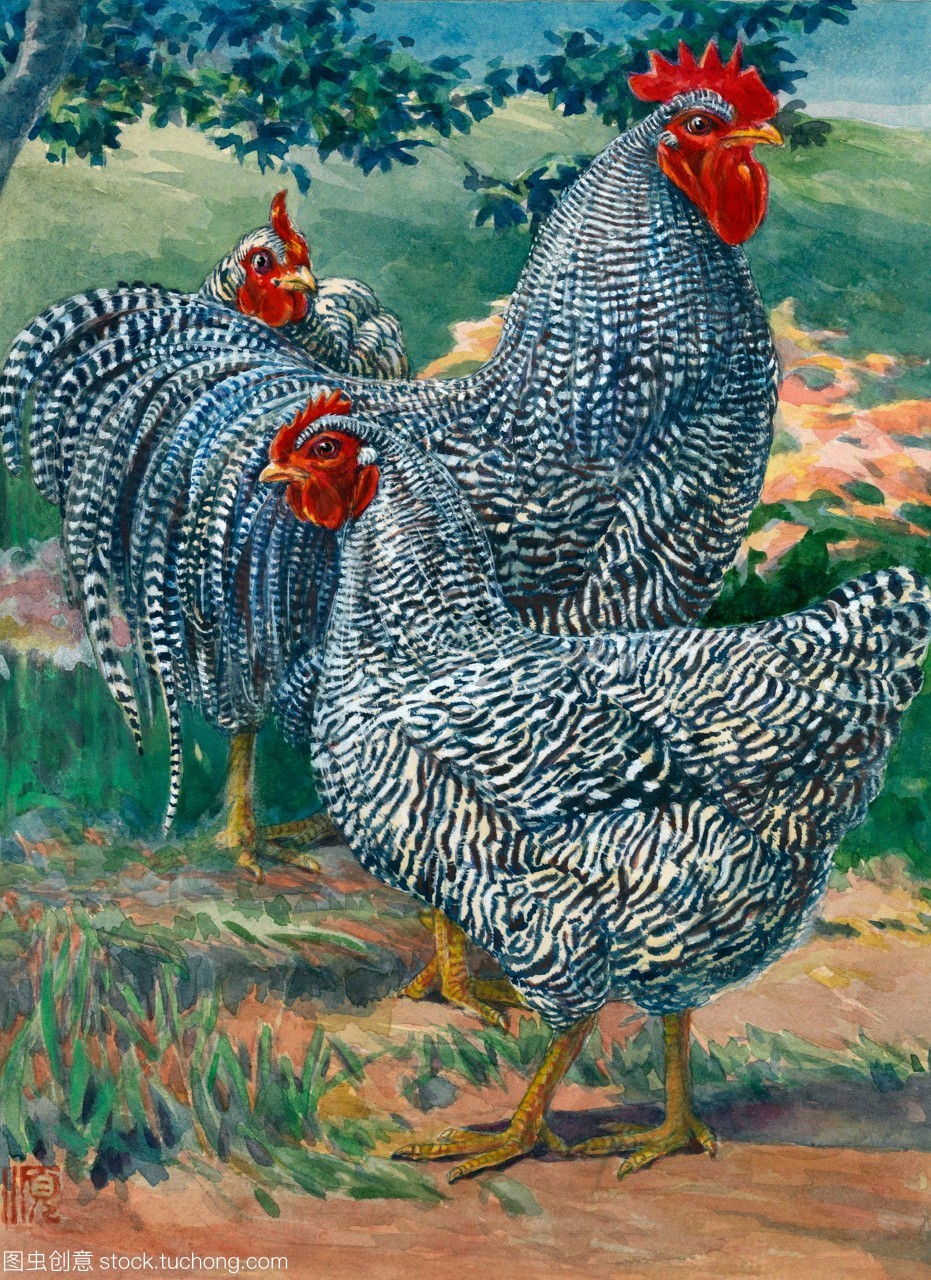 一种被禁止的普利茅斯山鸡的观点,这是七个品种之一。