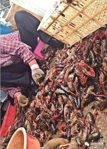 郑州爱吃小龙虾的朋友注意了 死小龙虾去哪了 真相太可怕