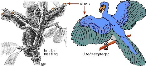 十大动植物活化石:恶魔鲨怪异鼻子似短剑(图)(6)