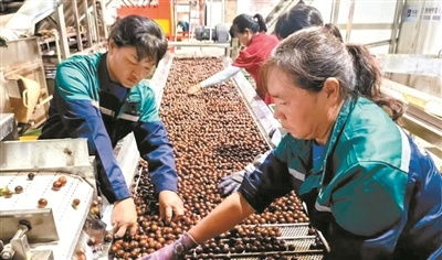 农产品加工厂建在家门口打通村民致富路 要闻