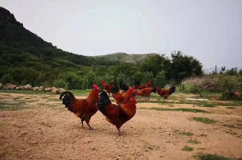 长在深山里的跑山鸡来了!吃樱桃、板栗、虫子、草籽长大!